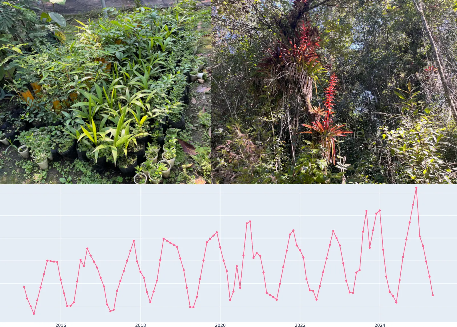 Tubosque reforestation success collage